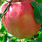 Яблуня Ред Джумбо Помм, фото 2