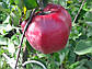 Яблуня Ред Джумбо Помм, фото 3