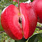 Яблуня красномясая Бая Маріса, фото 2