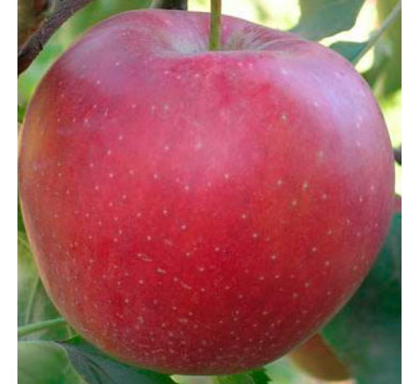 Яблуня Джонагоред Моренс Супра (зимова), фото 1