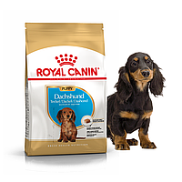 Сухий корм Royal Canin Dachshund Puppy (Junior) 1,5кг