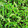 Базилік Зелений, фото 2