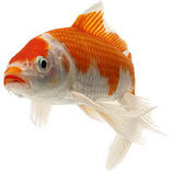 Ставкова риба