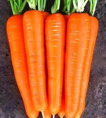 ЛАГУНА F1 (100 000 шт.) 1,6-1,8 мм — морква, Nunhems