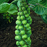 Абакус 10 шт. насіння брюсельської капусти Syngenta Голландія, фото 3