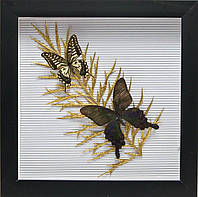 Бабочки в рамке "На листе" (30,5х30,5х3,5 см)