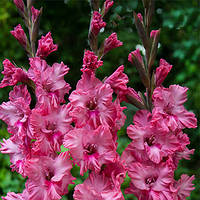 Луковиці ГЛАДІОЛУС Гофраній Kingston Frizzle 10/12 (1 шт.)