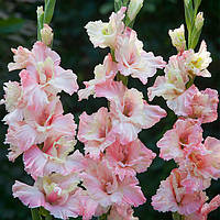 Луковиці ГЛАДІОЛУС Гофровий Mindset 10/12