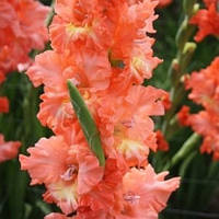 Цибулини ГЛАДІОЛУС Гофрований Rik's Frizzle 10/12 (1 шт.)