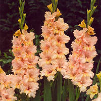 Цибулини ГЛАДІОЛУС Гофрований Sacramento Frizzle 10/12 (1 шт.)