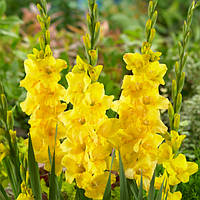 Луковицы ГЛАДИОЛУС Golden Sunrise NEW 8/10