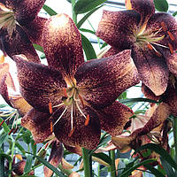 Цибулини ЛІЛІЯ Chocolate Event NEW