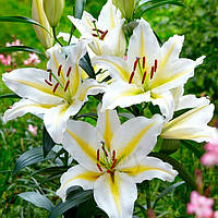 Цибулини ЛІЛІЇ Baferrari (1 шт.)