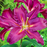 Цибулини ЛІЛІЇ Gran Tourismo