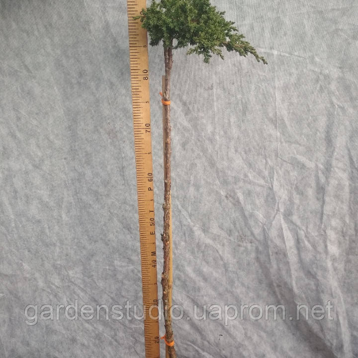 Ялівець штамбовий лежачий Нана (Juniperus procumbens Nana)