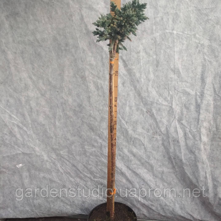 Ялівець штамбовий лускатий Блю Стар (Juniperus squamata Blue Star)