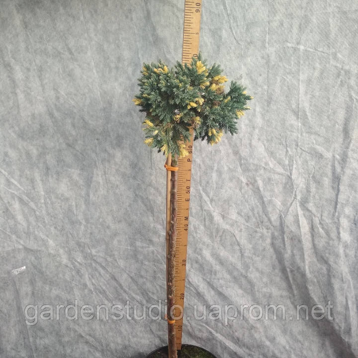 Ялівець штамбовий лускатий Флореант (Juniperus squamata Floreant)
