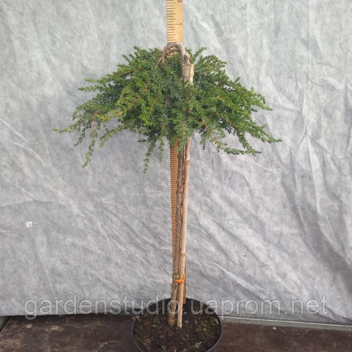 Ялівець звичайний Грінмантл (Juniperus communis Greenmantle)