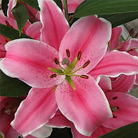 Цибулини ЛІЛІЯ з великою квіткою Marlon (1 шт.)