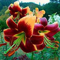 Цибулини ЛІЛІЯ з гігантською квіткою Red Morning (1 шт.)