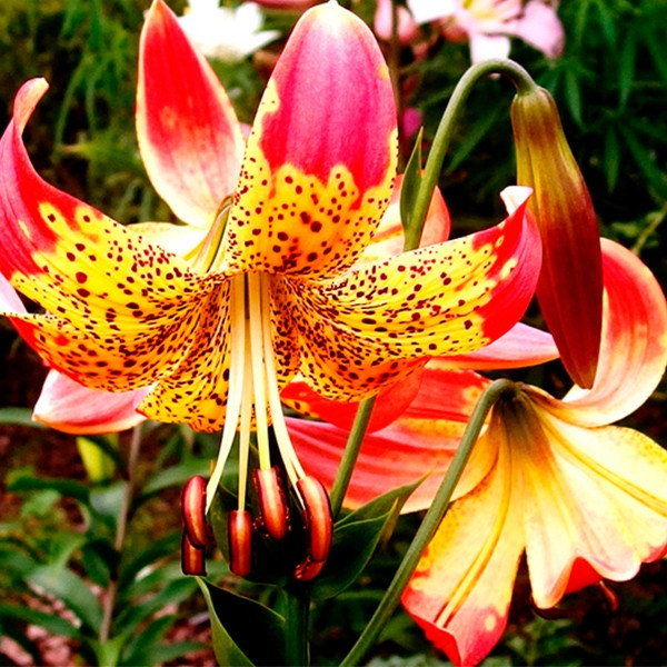 Цибулини ЛІЛІЯ Fusion