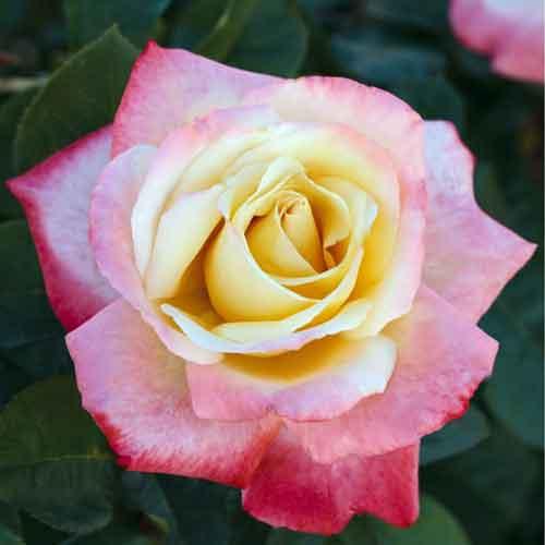 Саджанці чайно-гібридної троянди Летиція Каста (Rose Laetitia Casta), фото 1