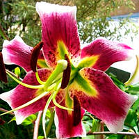 Цибулини ЛІЛІЯ Leslie woodriff