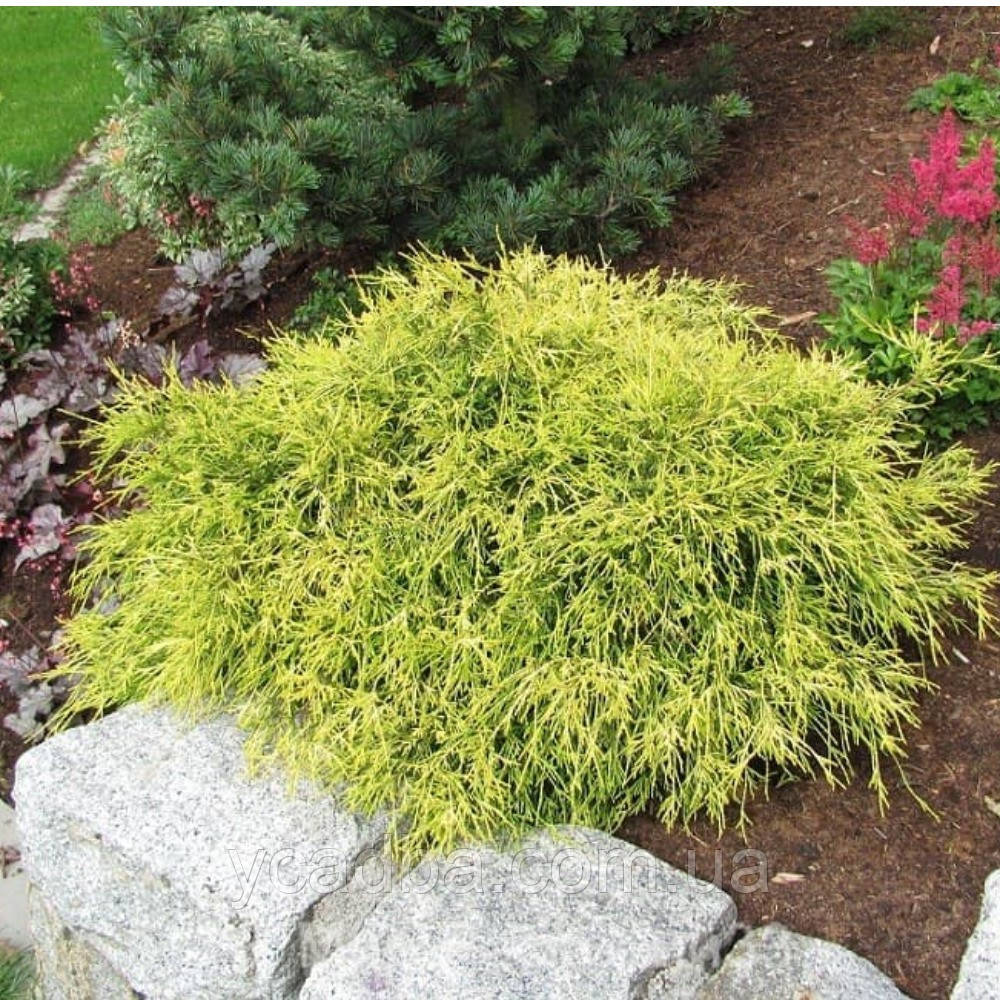 Кипарисовик Філіфера Ауреа (горщик 1,5л), фото 1