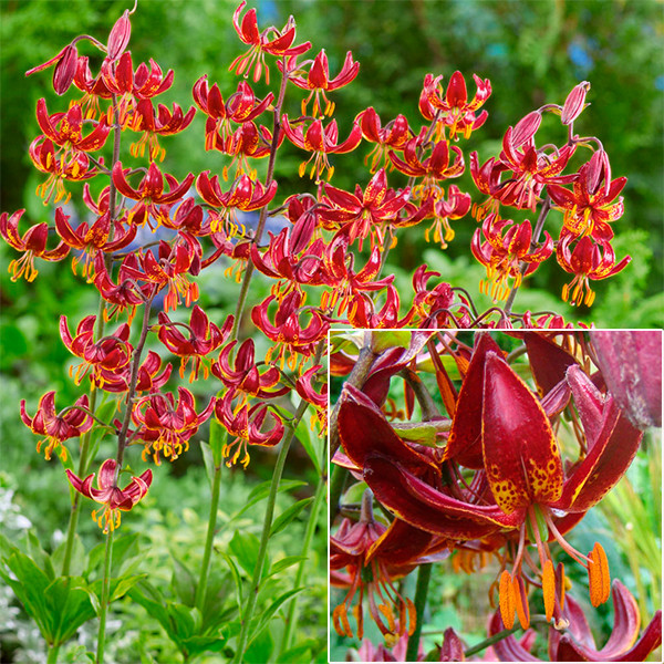 Цибулини ЛІЛІЯ МАРТАГОН ЗВИСАЮЧІ НИЗЬКІ Claude Shride