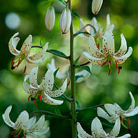 Цибулини ЛІЛІЯ МАРТАГОН ЗВИСАЮЧІ НИЗЬКІ P335 (JW30)