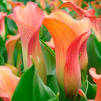 Бульби Калла Mercedes (1 шт.)