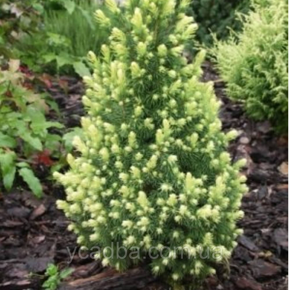 Ялина канадська Рейнбоуз Енд (горщик 0,5л), фото 1