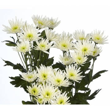 Хризантема гілкова Деліана (зкс)