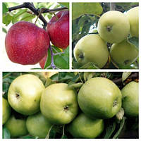 Яблуня дерево сад (Сніжний Кальвіль, Джонагоред, Семиренко)