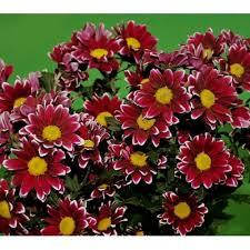 Хризантема Лісбоа (зкс)