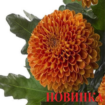 Хризантема Паладов Дарк (зкс)