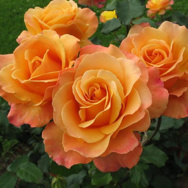 Саджанці чайно-гібридної троянди Міракл (Rose Miracle), фото 1