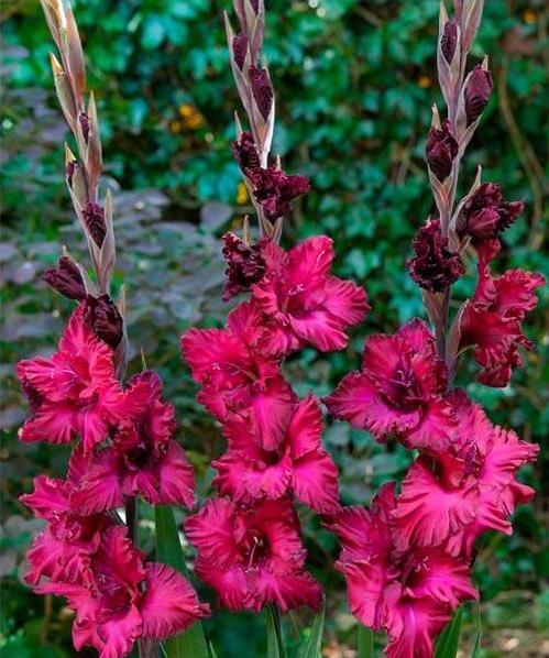 Гладіолус Гофрований Mighty Joe Frizzle, цибулини, фото 1