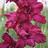 Гладіолус Гофрований Mighty Joe Frizzle, цибулини, фото 2