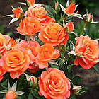 Саджанці спрей троянди Алегрія (Alegria), фото 2