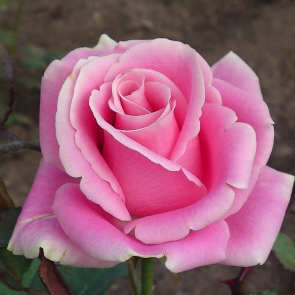 Саджанці троянди чайно-гібридної Пікуба (Rose Pikuba), фото 1