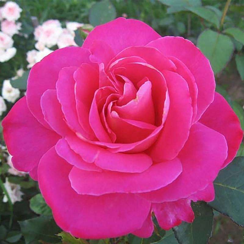 Саджанці чайно-гібридної троянди Сана (Rose Sana)