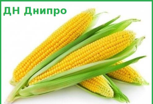 Насіння Кукурудзи ДН ДНІПРО ФАО 300 (23,8кг) 2019р.у. Югагросервіс