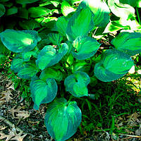 Саджанці ХОСТА Midwest Magic