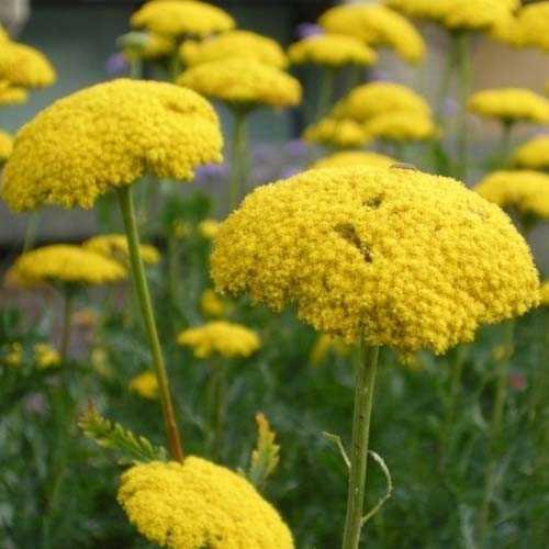 Тисяча жовтий'Schwellenburg', фото 1