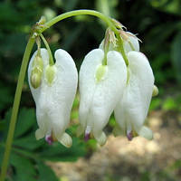 Саджанці Dicentra formosa Aurora(розбите серце)