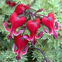 Саджанці Dicentra formosa Bacchanal (розбите серце) (1 шт.)