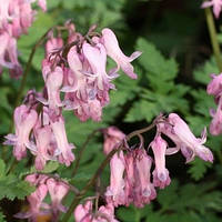 Саджанці Dicentra formosa плоди багатою(розбите серце)