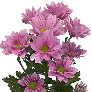 Хризантема Гранд Пінк (зкс)