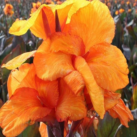 Саджанці КАННА темнолисткова Wyoming NEW